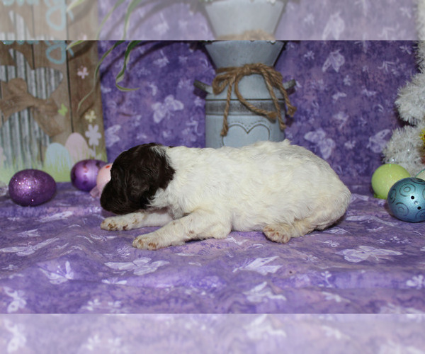 Medium Photo #4 Poodle (Standard) Puppy For Sale in CHANUTE, KS, USA