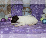 Small Photo #4 Poodle (Standard) Puppy For Sale in CHANUTE, KS, USA