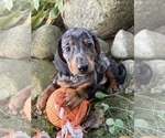 Theo - Male Dachshund Puppy for Sale - Photo #2