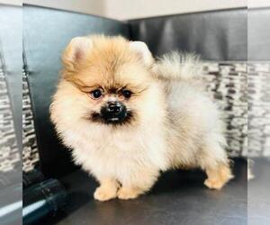 Pomeranian Puppy for Sale in SUNNY ISL BCH, Florida USA