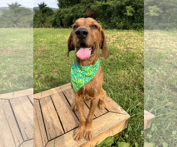 Medium Photo #1 Airedale Terrier-Redbone Coonhound Mix Puppy For Sale in Monterey, VA, USA