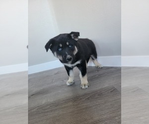 Alaskan Husky-German Shepherd Dog Mix Puppy for sale in NAMPA, ID, USA