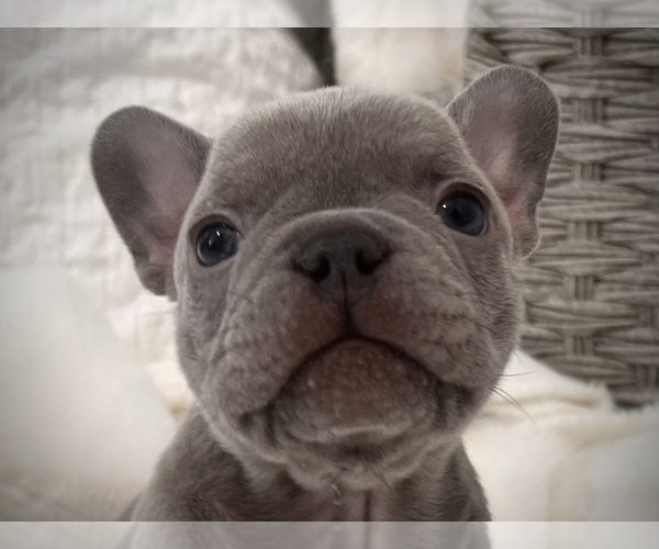 Medium Photo #7 French Bulldog Puppy For Sale in HUDSONVILLE, MI, USA