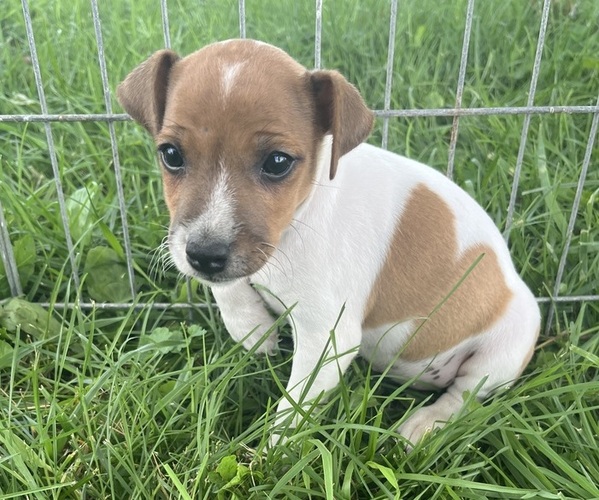 Medium Photo #3 Jack Russell Terrier Puppy For Sale in KALONA, IA, USA