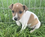 Puppy Sadie Jack Russell Terrier