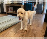Small #3 Mutt