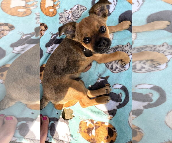 Medium Photo #1 Mutt Puppy For Sale in Shelburne, VT, USA