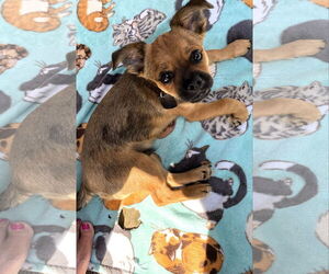 Mutt Dogs for adoption in Shelburne, VT, USA