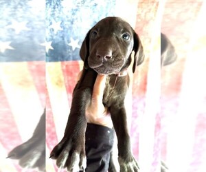 German Shorthaired Pointer Puppy for Sale in GREENVILLE, South Carolina USA