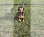Small #2 Dachshund Mix