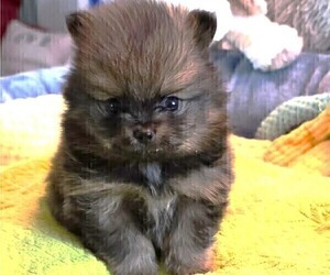 Medium Pomeranian