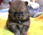 Puppy Buster Pomeranian