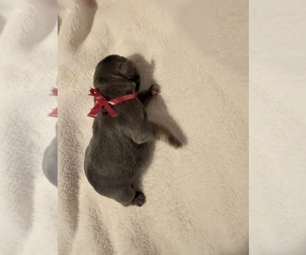 Medium Photo #12 French Bulldog Puppy For Sale in PONSFORD, MN, USA