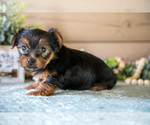 Small Photo #10 Yorkshire Terrier Puppy For Sale in LIGONIER, IN, USA