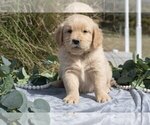 Puppy Manny Golden Retriever