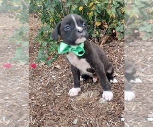 Boxer Puppy for sale in NILES, MI, USA
