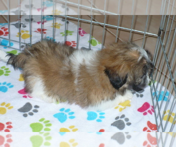 Medium Photo #3 Shih Tzu Puppy For Sale in ORO VALLEY, AZ, USA