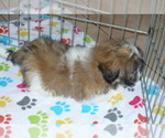 Small Photo #3 Shih Tzu Puppy For Sale in ORO VALLEY, AZ, USA