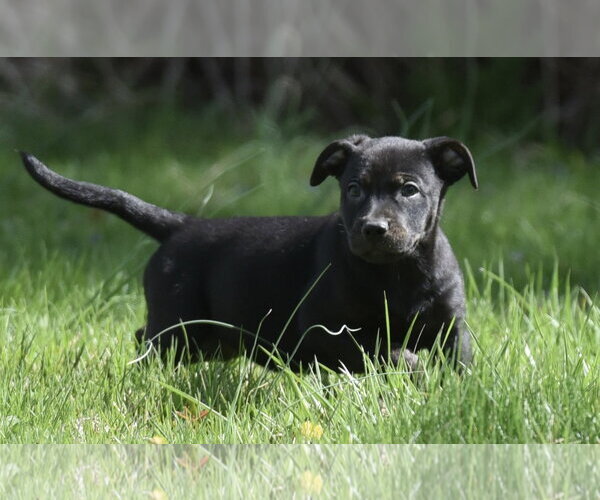 Medium Photo #4 Mutt Puppy For Sale in Mechanicsburg, PA, USA