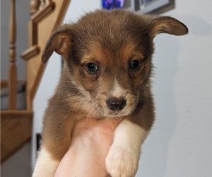 Pembroke Welsh Corgi Puppy for sale in VANCOUVER, WA, USA