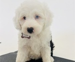 Small Photo #2 Sheepadoodle Puppy For Sale in HUNTINGTON BEACH, CA, USA