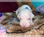 Puppy Sully American Bully