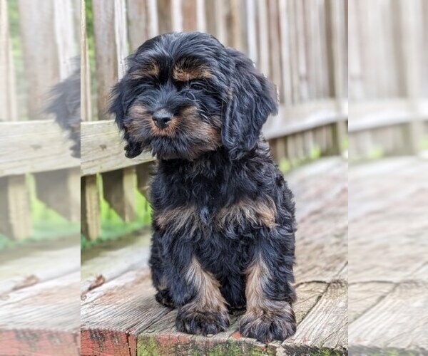 Medium Photo #4 Cock-A-Poo-Cocker Spaniel Mix Puppy For Sale in SALEM, MO, USA