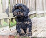 Small Photo #4 Cock-A-Poo-Cocker Spaniel Mix Puppy For Sale in SALEM, MO, USA