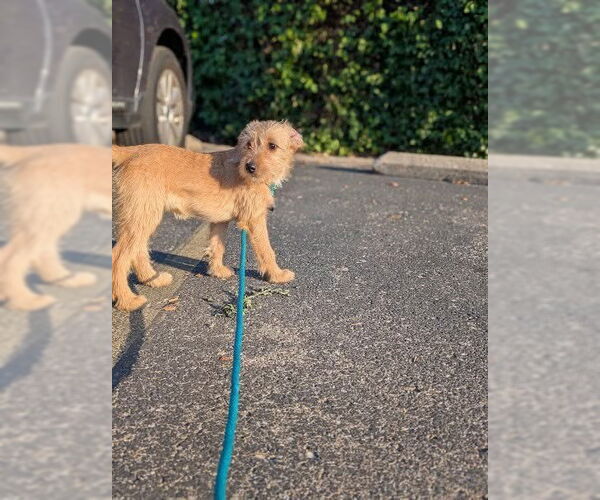Medium Photo #6 Mutt Puppy For Sale in Germantown, OH, USA