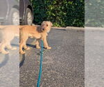 Small #5 Mutt