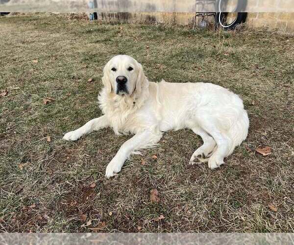 Medium Photo #1 English Cream Golden Retriever-Golden Retriever Mix Puppy For Sale in AUSTIN, IN, USA