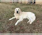 Small Photo #1 English Cream Golden Retriever-Golden Retriever Mix Puppy For Sale in AUSTIN, IN, USA