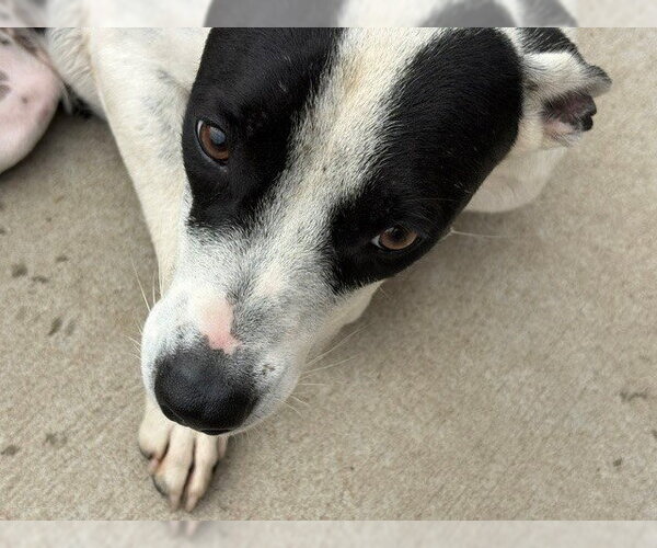 Medium Photo #1 Mutt Puppy For Sale in Tulsa, OK, USA