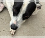 SUNNY - Female Mutt Dog for Adoption - Small photo
