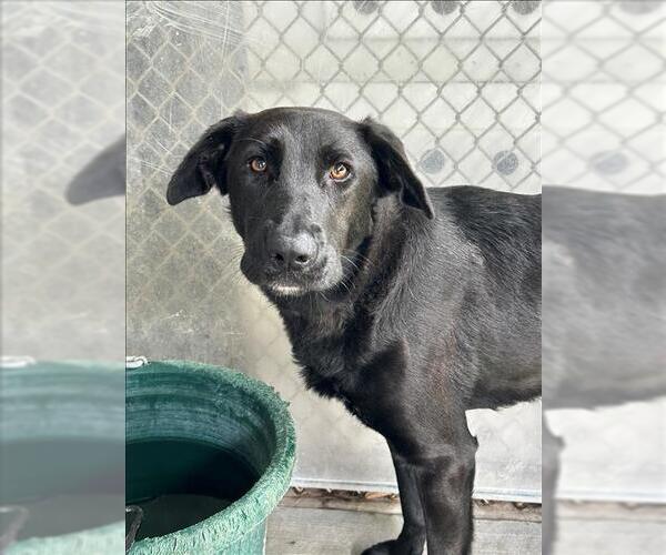 Medium Photo #1 Labrador Retriever-Unknown Mix Puppy For Sale in Conroe, TX, USA