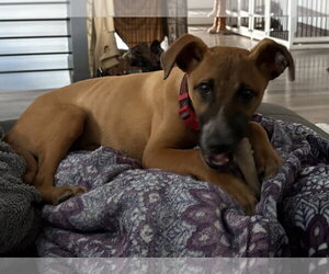 The Great Hambino - Male Mutt Dog for Adoption - Photo #3