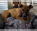Small Photo #3 Mutt Puppy For Sale in Sandy, UT, USA