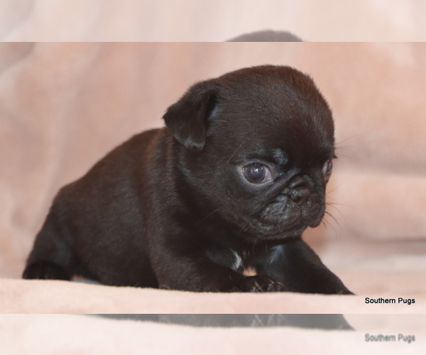 Medium Photo #11 Pug Puppy For Sale in WINNSBORO, TX, USA