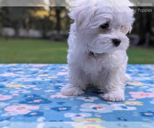 Medium Photo #7 Maltese Puppy For Sale in OCALA, FL, USA