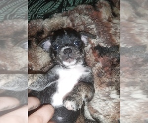 Chihuahua Puppy for sale in STILLWATER, OK, USA