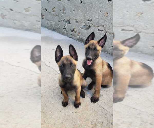 Medium Photo #8 Belgian Malinois Puppy For Sale in SPRING VALLEY, CA, USA