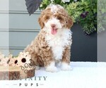 Small #1 Bernedoodle (Miniature)