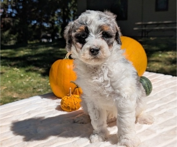 Medium Photo #54 Miniature Bernedoodle Puppy For Sale in GOSHEN, IN, USA