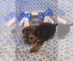 Small Photo #25 Yorkshire Terrier Puppy For Sale in AKRON, OH, USA