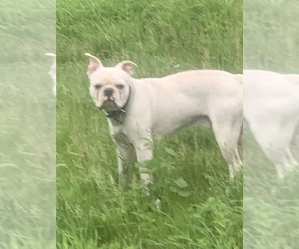 Medium Photo #1 Boston Terrier Puppy For Sale in PRAIRIE DU SAC, WI, USA