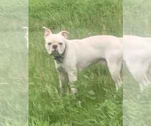 Father of the Boston Terrier puppies born on 04/15/2026