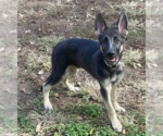 Max - Male German Shepherd Dog Dog for Adoption - Small photo
