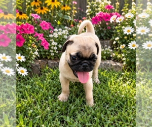 Pug Puppy for sale in BRIDGETOWN, OH, USA