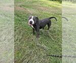 Small #14 American Staffordshire Terrier