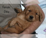 Small Photo #1 Golden Retriever Puppy For Sale in SAN ANTONIO, TX, USA